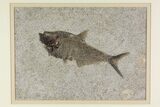 Framed Fossil Fish (Diplomystus) - Wyoming #149762-2